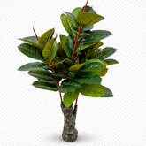 Artificial rubber plant 130 cm with glossy green leaves isolated PNG indoor decorative plant