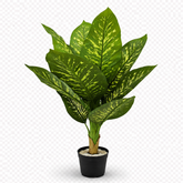 Artificial Dieffenbachia plant 90 cm with green variegated leaves in black pot isolated PNG indoor decorative plant